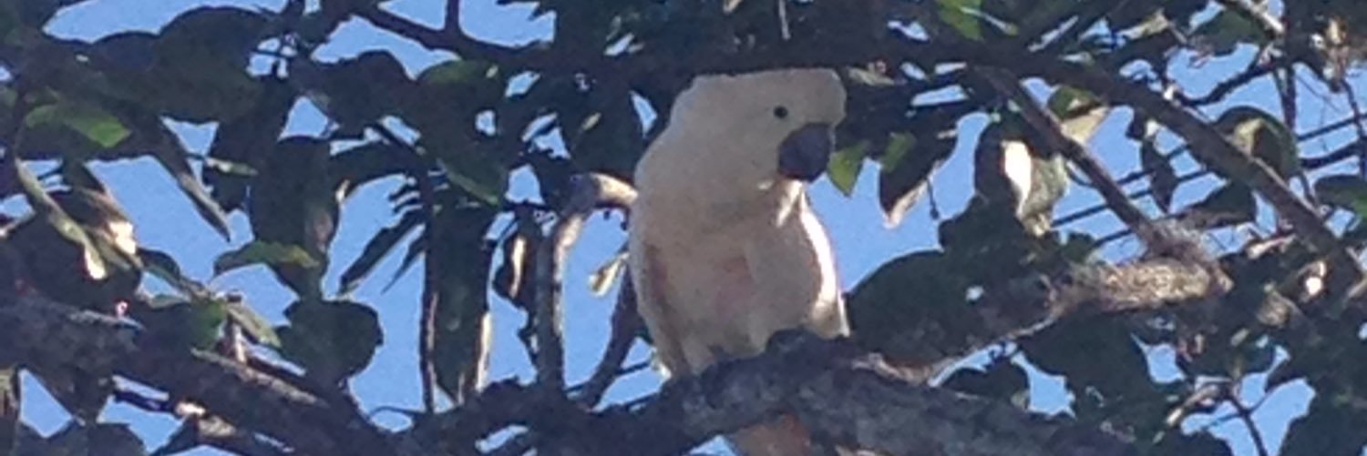 carloscolonpr's profile banner image