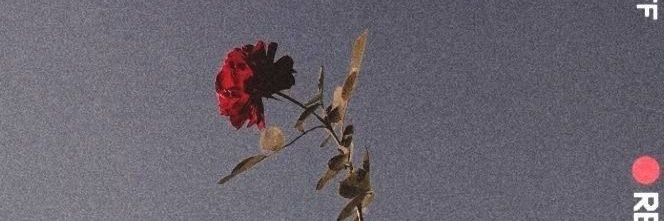 cutegrull's profile banner image