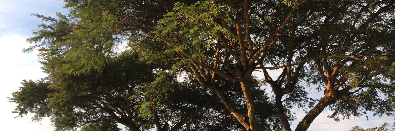 anitramz's profile banner image
