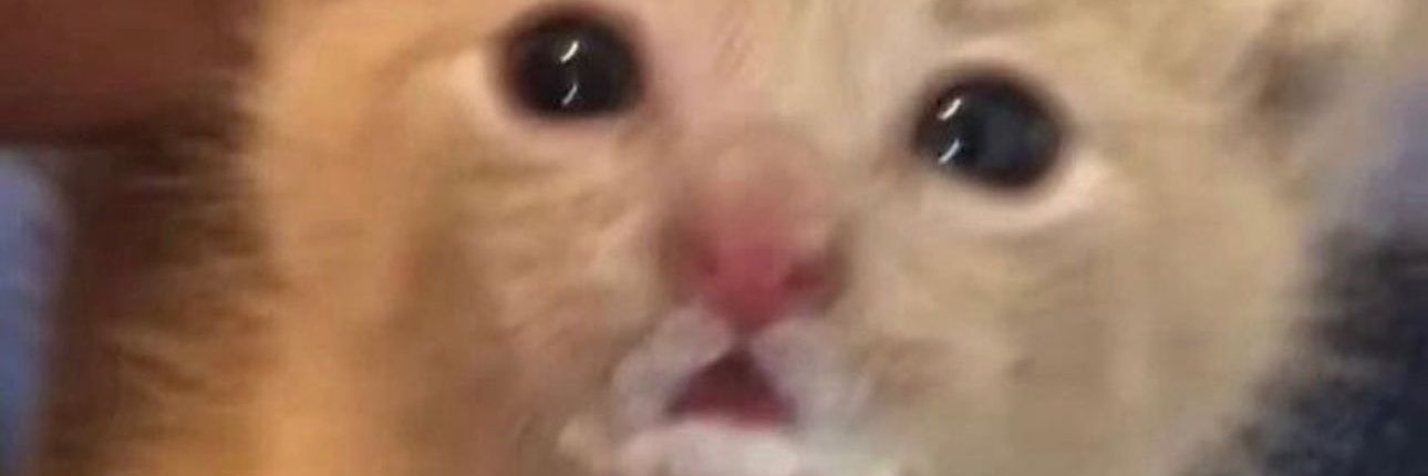 grokitten_'s profile banner image