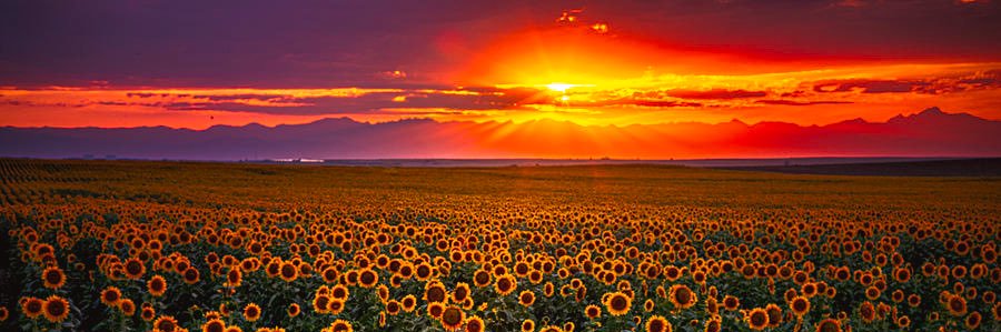 Shellbs33's profile banner image