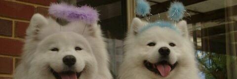 hamachismom's profile banner image