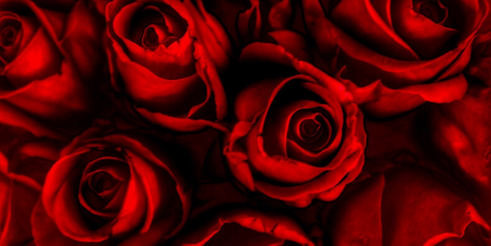 roofymoonlight's profile banner image