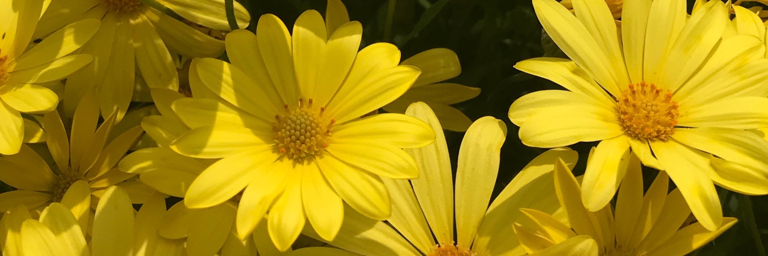 iffalzulfa's profile banner image