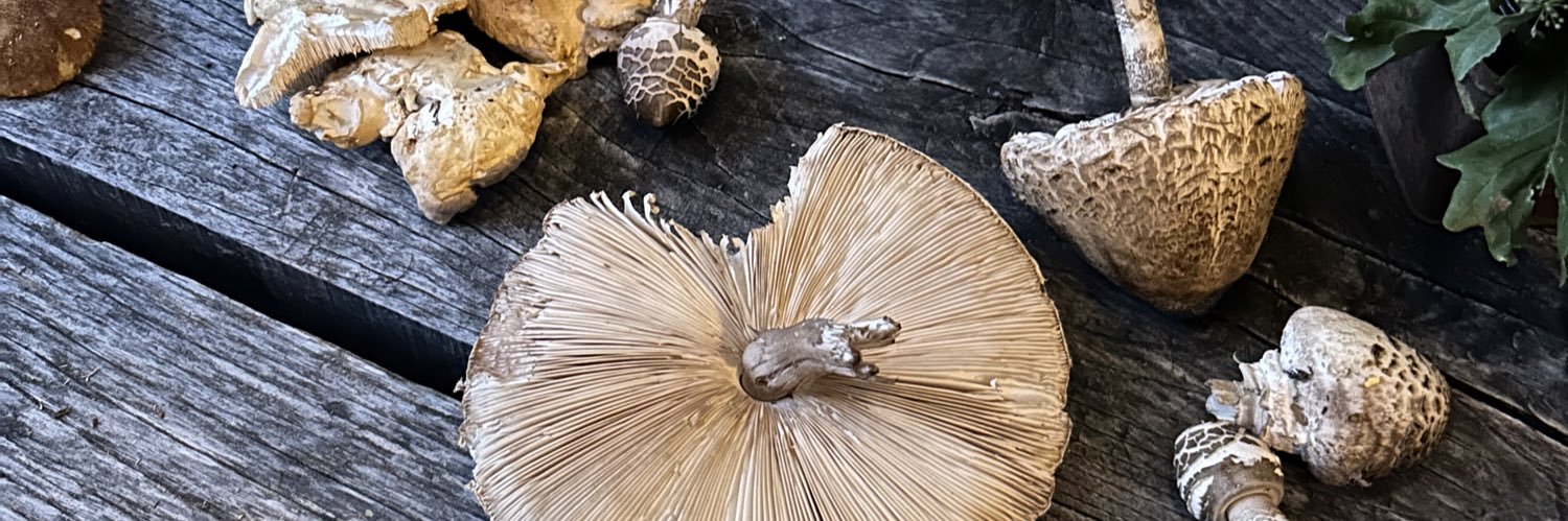 Pascal Hollenstein banner