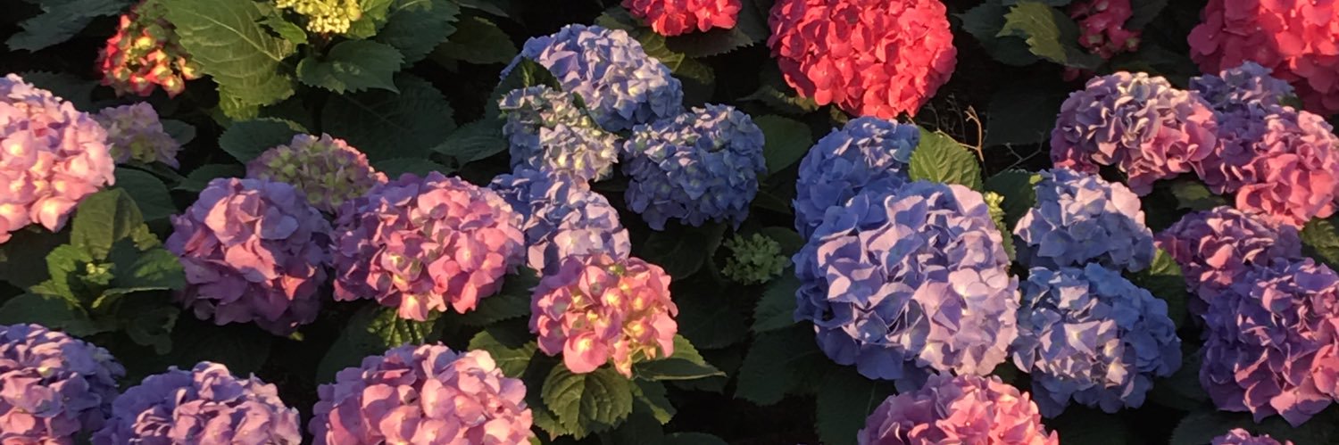 〰️ banner