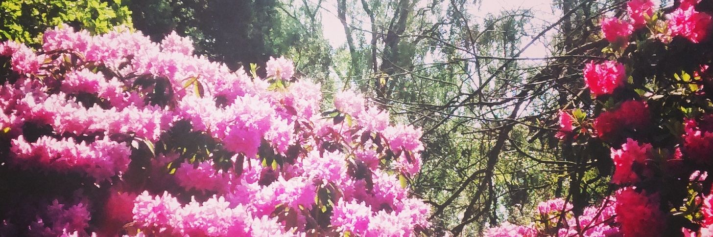 EllieRhodes3's profile banner image