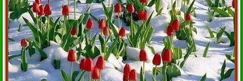 esmail mohades banner