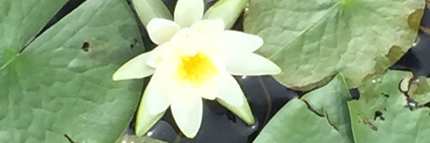 SraMorris's profile banner image