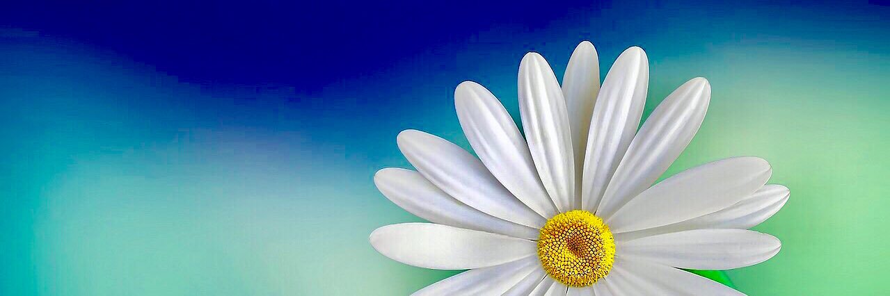 lbloom2's profile banner image