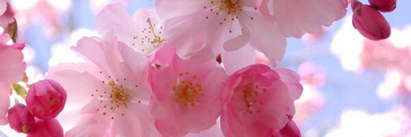 simi Profile Banner
