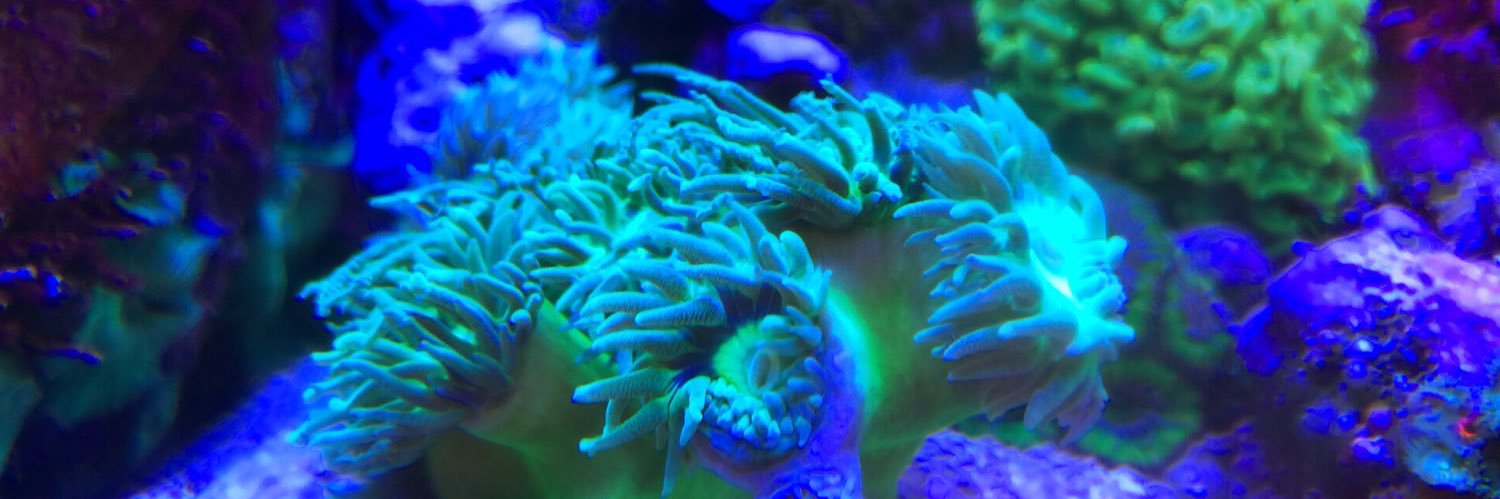 Yann (mastodon.social/@theatrus) banner