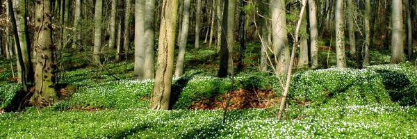 ForNaLab Profile Banner