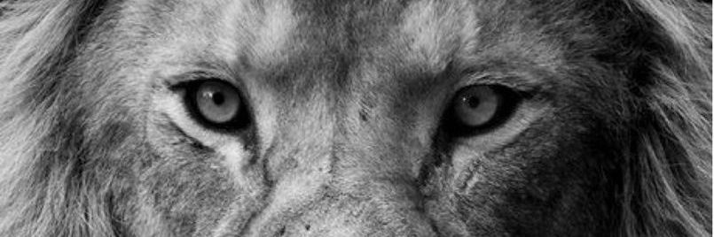 Rodrigo_Tab's profile banner image
