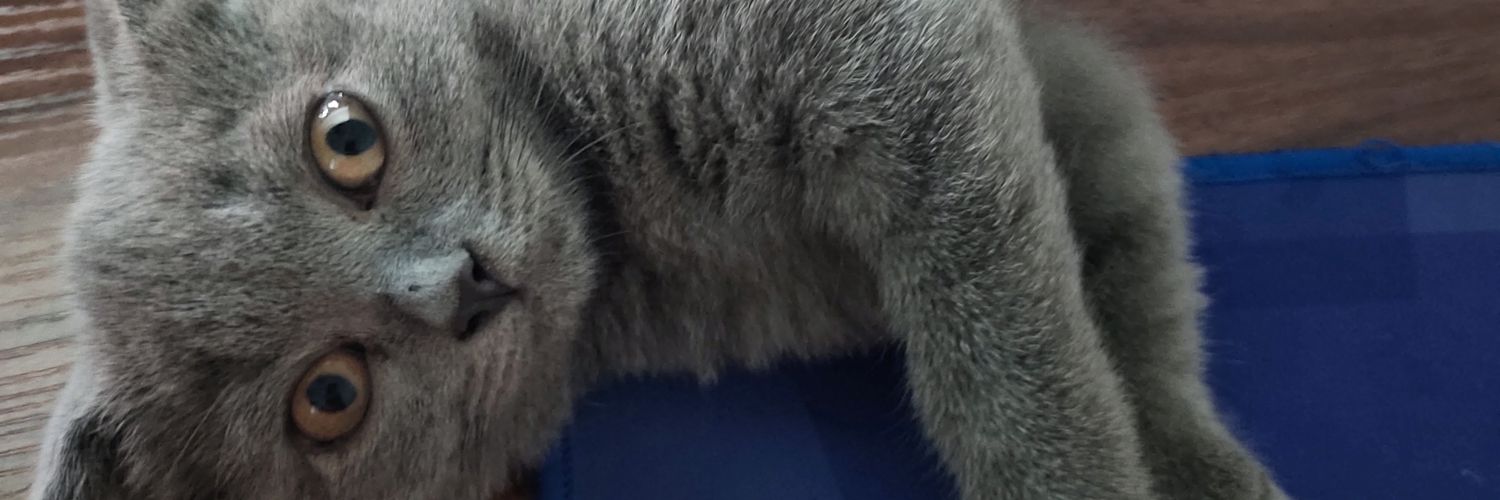 ChapChapster's profile banner image