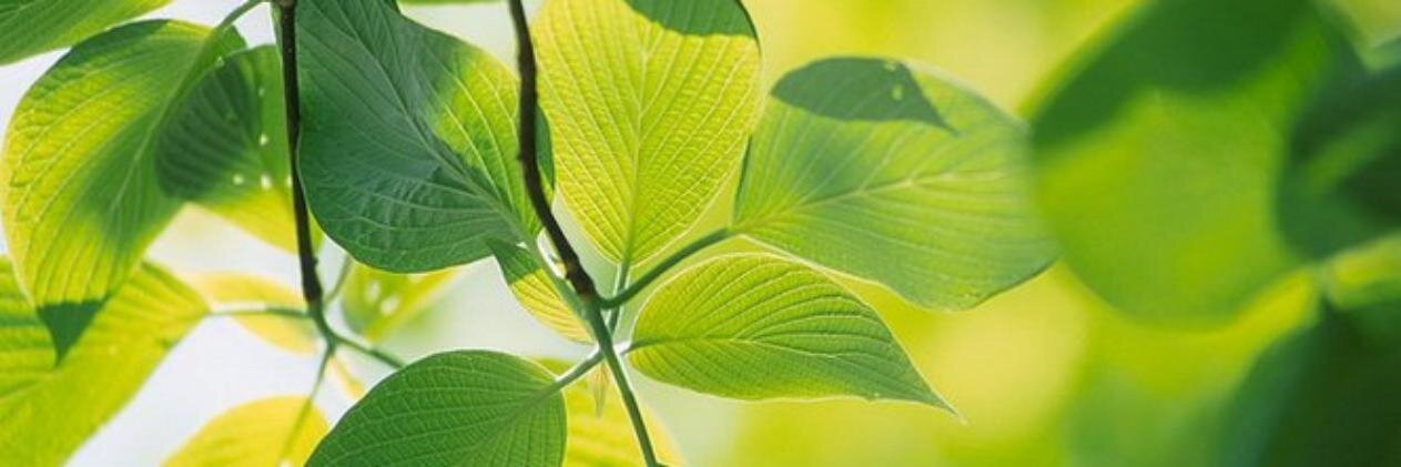 Александра Федорова banner