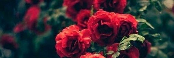 Carol_hl's profile banner image