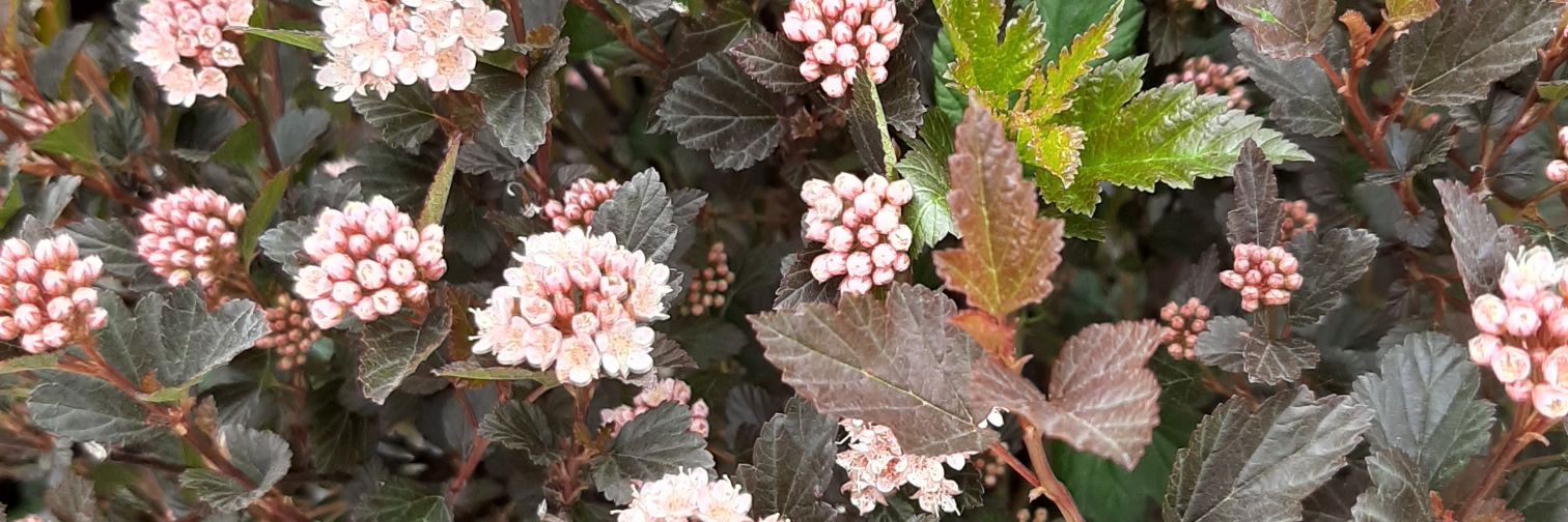carol_lugg's profile banner image