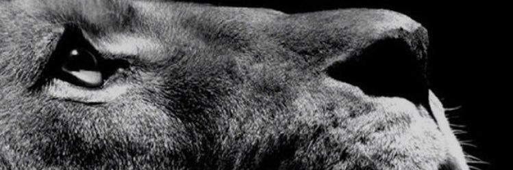 DamFayaa's profile banner image