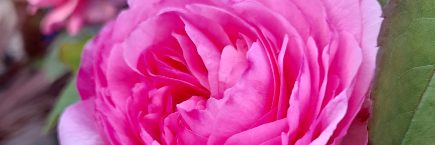 P-Bal 👩‍🚀 banner