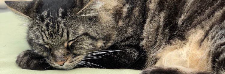 c_hammz's profile banner image