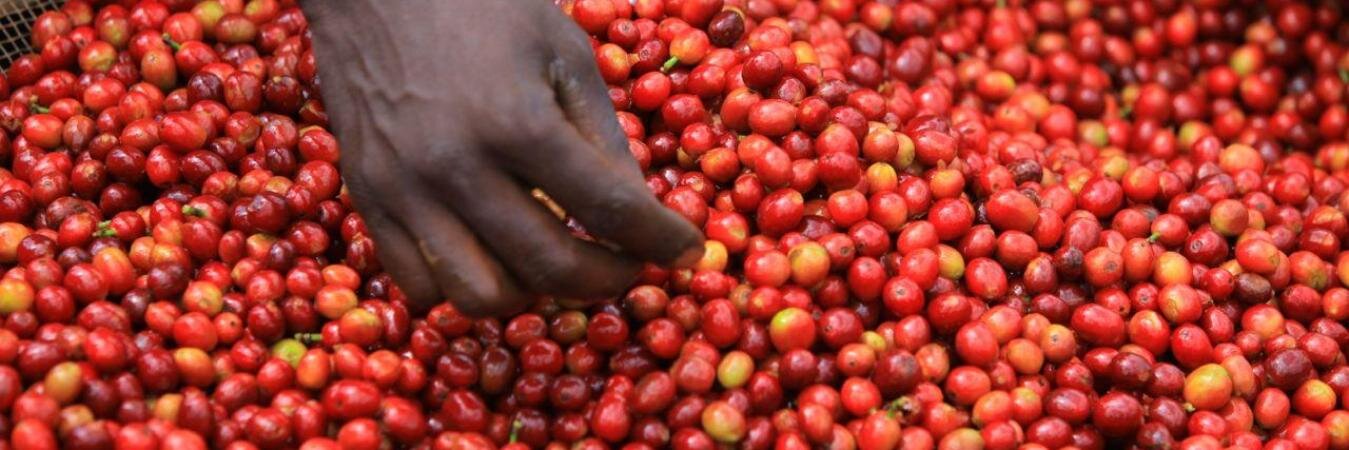 orazurecoffee's profile banner image