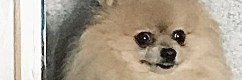 Євгенія Аннюк banner