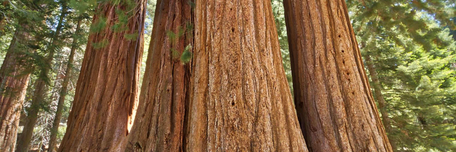 BeDubzz's profile banner image