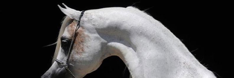amalanoud's profile banner image