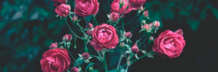 MicaelaTome's profile banner image