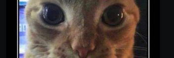 poldo banner