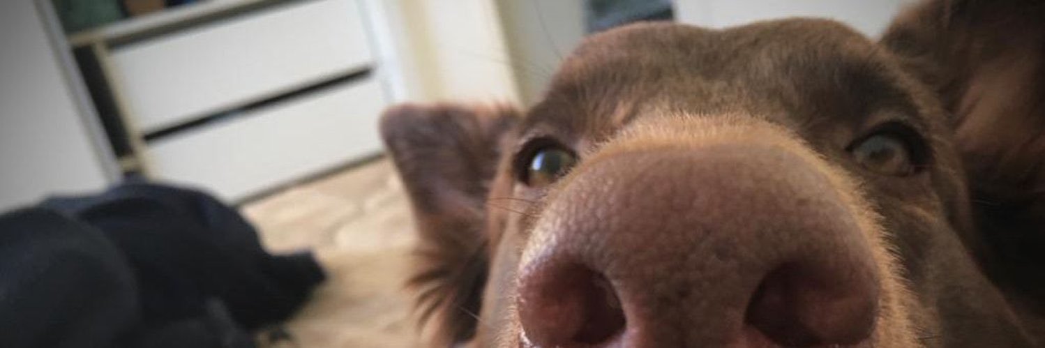luisaarabelo's profile banner image