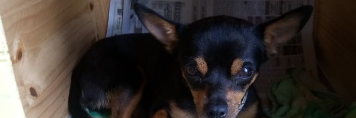 Bruno banner