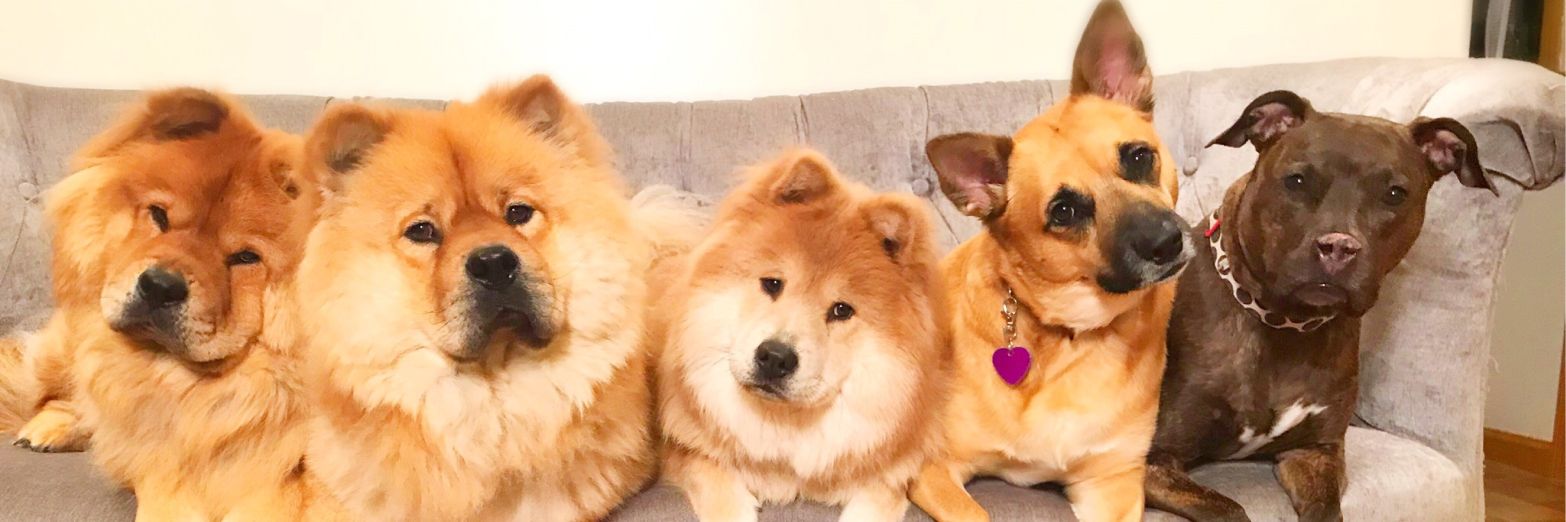 DigsbysWoofPack's profile banner image