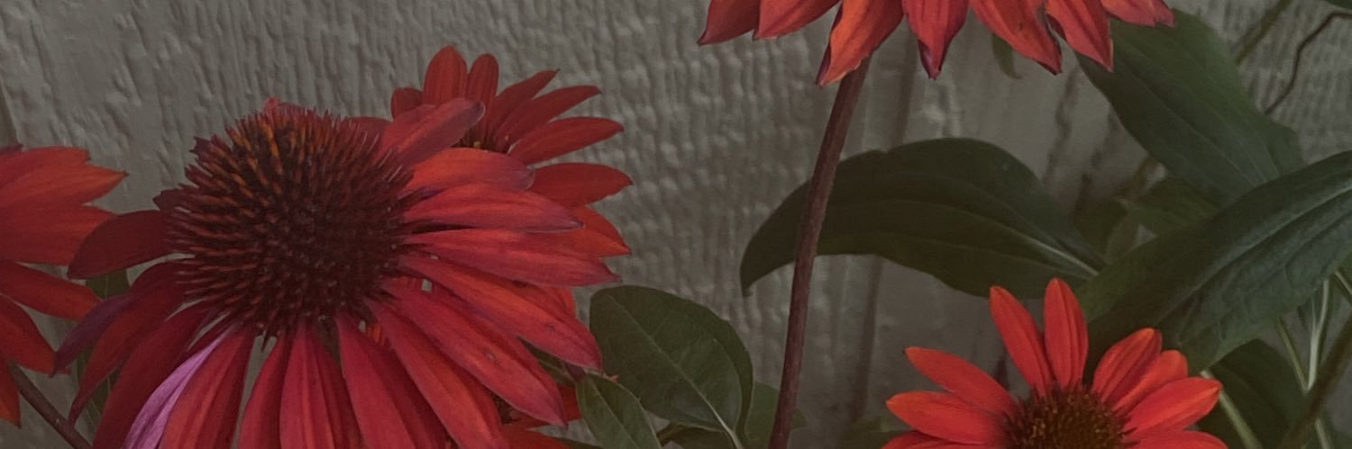 _chiroptera's profile banner image