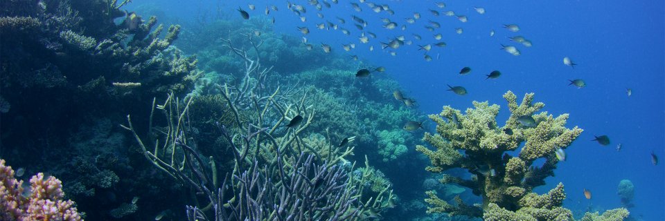 Flame Distribution banner