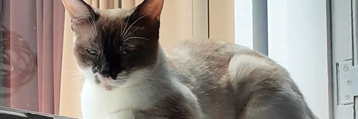 _LucasPeruch's profile banner image