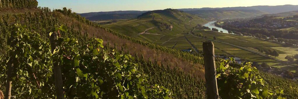 Weingut-Sanders banner