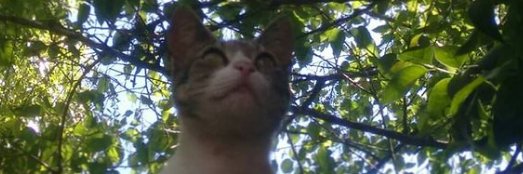 Polyciminelli_'s profile banner image