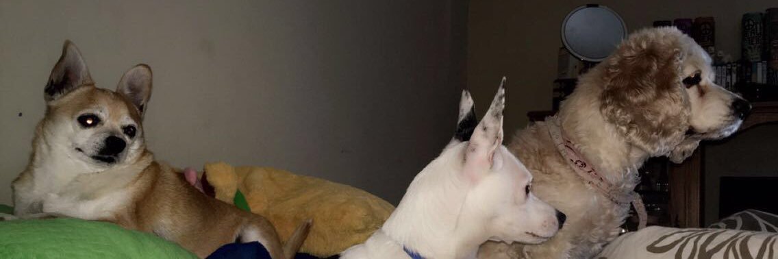 ayefuckface's profile banner image