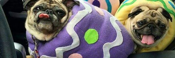 shannons_butt's profile banner image