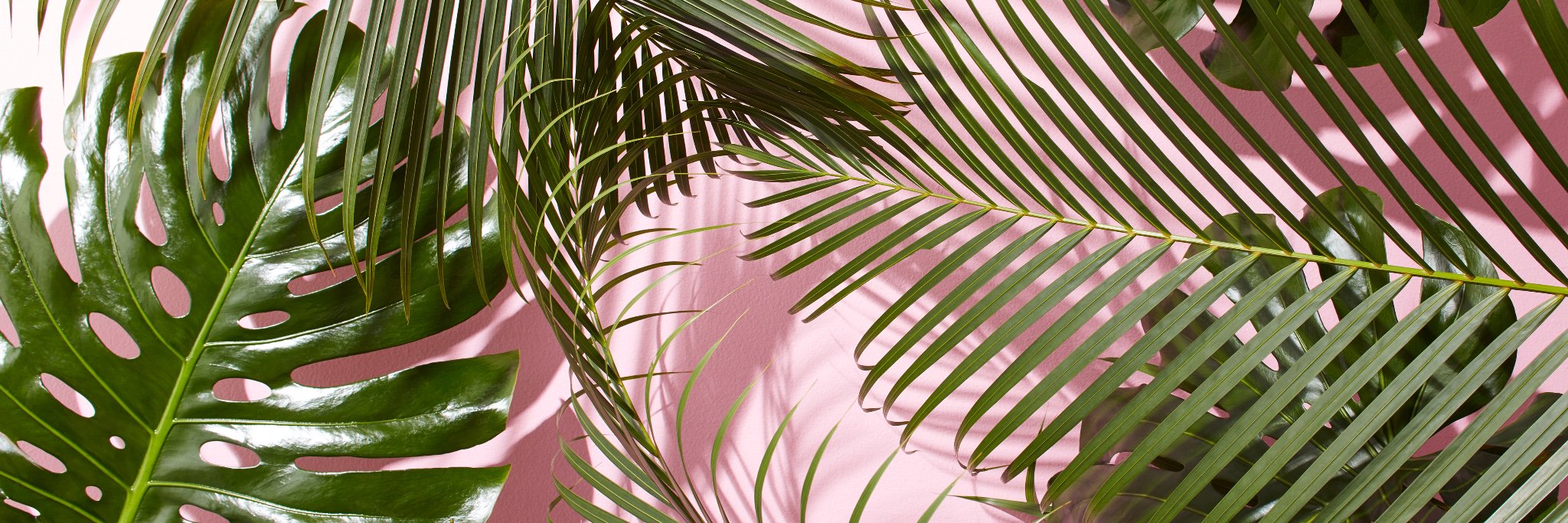Naadiirara's profile banner image