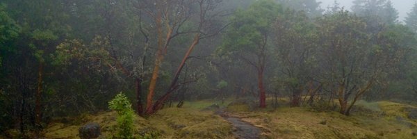 RJMersereau Profile Banner