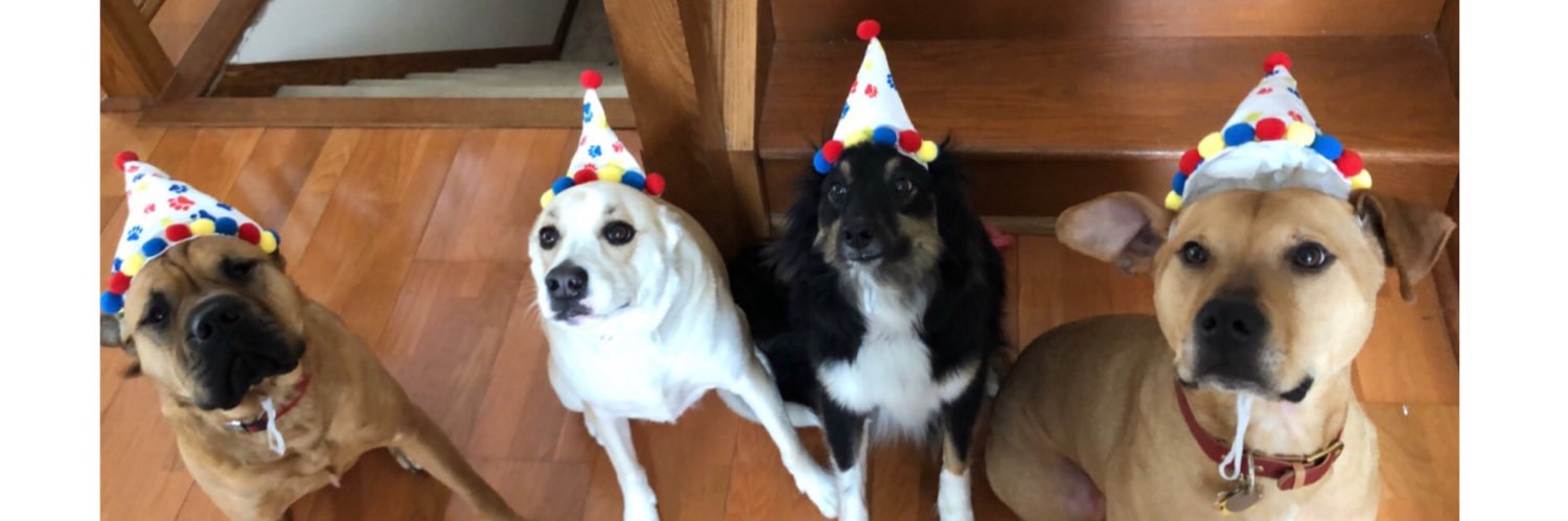 MollyNovakk's profile banner image