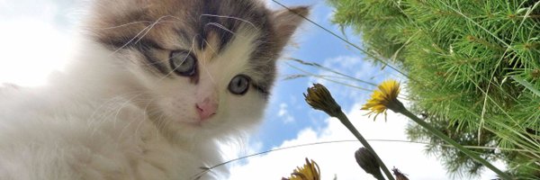 HunterHGrey Profile Banner