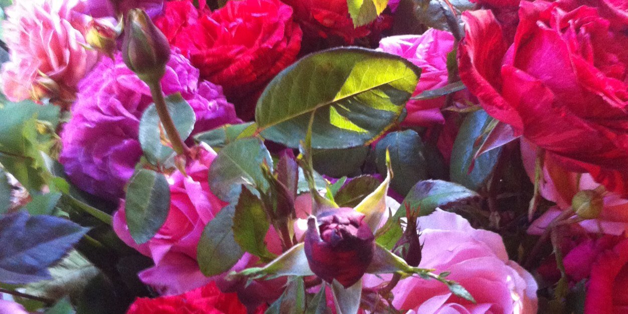 alla wolf tasker banner