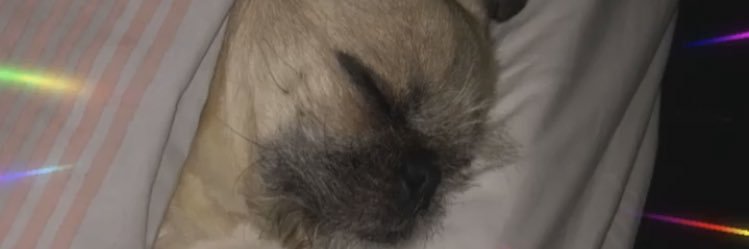 OxleyFoxy's profile banner image