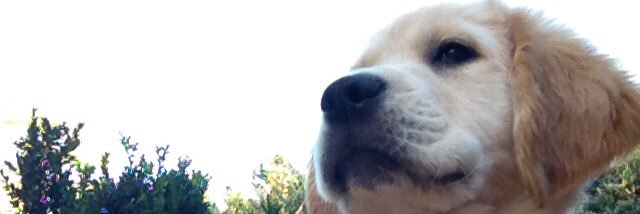 sarzipop's profile banner image