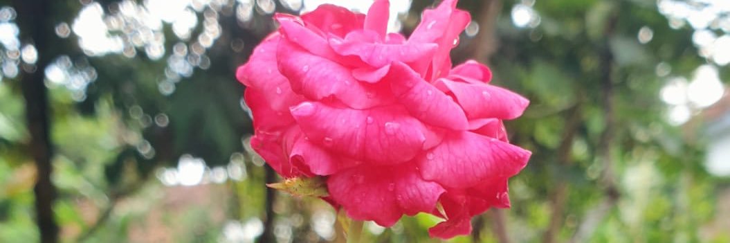 MemeyJayus's profile banner image
