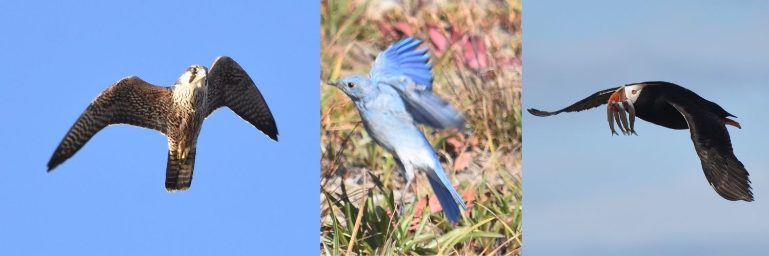 Ed Pullen- Bird Banter banner